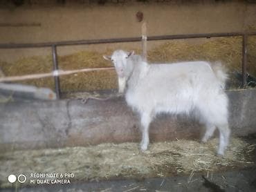 куплю телят: Продаю | Овца (самка) | Для разведения | Племенные — 3