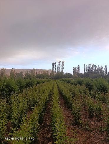 Инструменты: Саженцы яблони (молодые деревья) - Развитый питомник: ровные ряды — 8