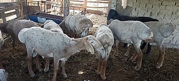аршан кой: Продаю | Баран (самец) | Гиссарская, Полукровка, Арашан | На забой, Для разведения | Осеменитель — 3