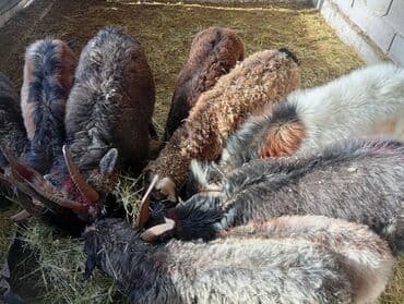 Продаю | Козёл (самец), Коза (самка), Козлёнок | Оренбургская, Камори, Макачини | На забой, Для молока, Для разведения | Племенные, Котные, Осеменитель