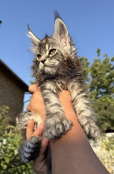 кошка серая: Мейн-кун, 2 месяца, Мальчик, Приучена к лотку, Проглистована, С документами — 7