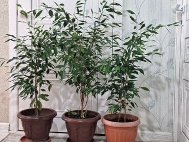 фикус пальма: Срочно срочно не дорого каждая по 1100 сомов. Продаю комнатные — 1