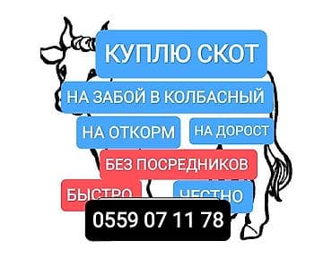 Колбасный цех : Коровы, быки, | На забой, на мясо