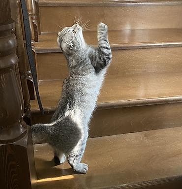 Аквариумдар: Скотиш Фолд (Шотландиялык шалпаң кулак), 1 жаш, Эркек, Боз — 4