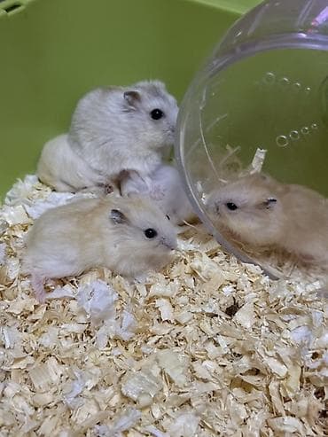 домашняя крыса: Маленькие хомячки (карликовые/джунгарики) различных окрасов — 3