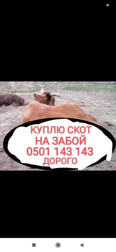 корма для сх животных: Куплю | Коровы, быки, Лошади, кони, Другие с/х животные | Круглосуточно, Любое состояние, Забитый — 1