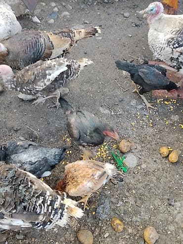 цыплята простые: Продаются сельскохозяйственные птицы смешанного поголовья для — 2