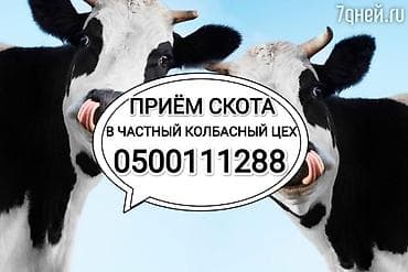 Колбаса цехи : Уйлар, букалар, Жылкылар, аттар, Башка а/ч жаныбарлары, | Күнү-түнү, Бардык шартта, Союлган