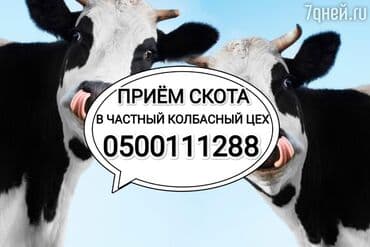 хмонг собака цена россия: Сатып алам | Уйлар, букалар, Жылкылар, аттар, Башка а/ч жаныбарлары | Күнү-түнү, Бардык шартта, Союлган — 1