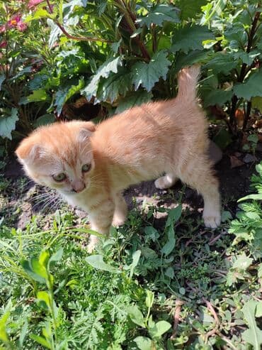 животные котенок: Котята домашние, 2 мальчика, 2девочки пушистые и ладные. На выбор — 2