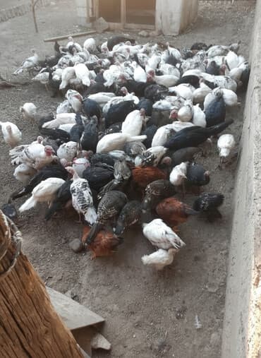 Продаю | Индюшка (самка) | Полукровка