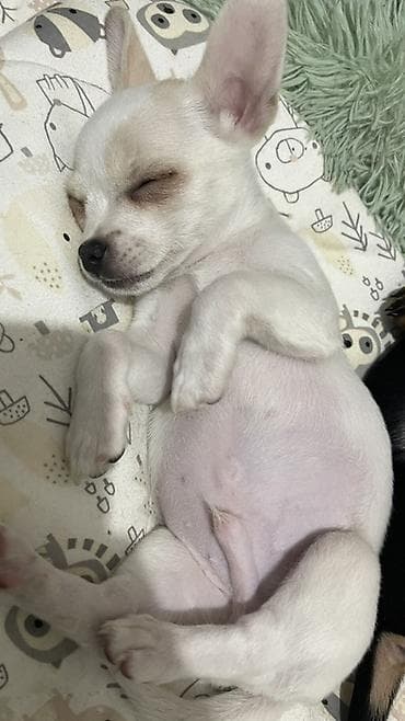 где можно купить кошку в бишкеке: Продаются замечательные щенки — такса и чихуахуа 🐶✨ Ищем заботливых и — 6