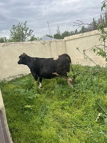 Продаю | Корова (самка) | Полукровка | На откорм, Для молока