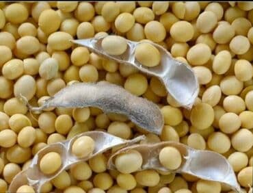 полка для овощи: Соевые бобы — это универсальный продукт, используемый в пищевой — 1