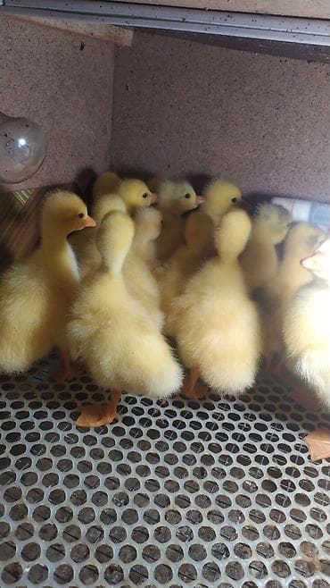 соня грей: Гусята губернаторские,Линда! — 7