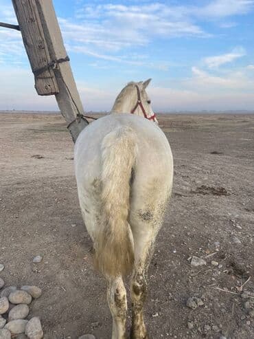 купить домашнюю черепаху: Продаю | Кобыла (самка) | Рабочий — 5