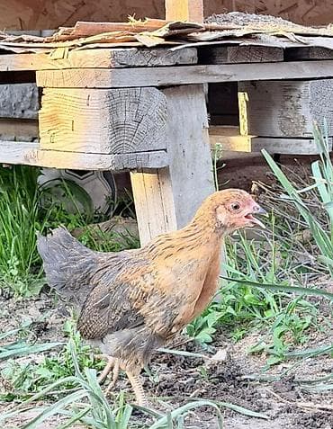 курица домашняя цена: Продаю цыплят,возраст 1,5 мес,полностью здоровы,привиты по — 5