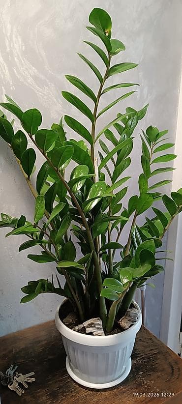 Молочайлар: Замиокулькас (долларовое дерево) в декоративном пластиковом горшке с — 2