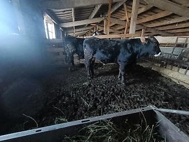 Кемирүүчүлөр: Бычки — 6