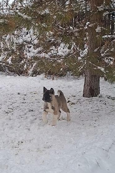 алабай иттер: 1 месяц, Самка, С родословной — 9