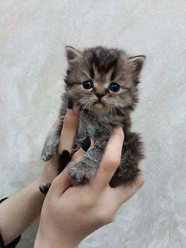 котята сиамские купить: Ушу мышыктар сатылат, пародасы, таза, алам дегендерге ата энесин — 3