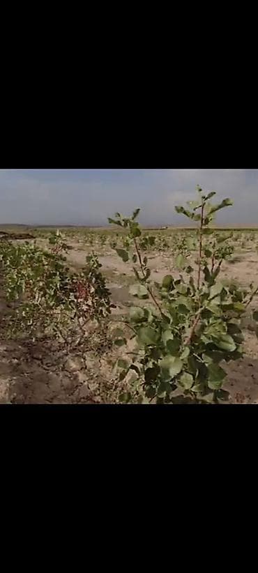 Семена и саженцы: Фисташка (Pistacia vera) — семена и саженцы продаю саженцы 100-200сом — 3