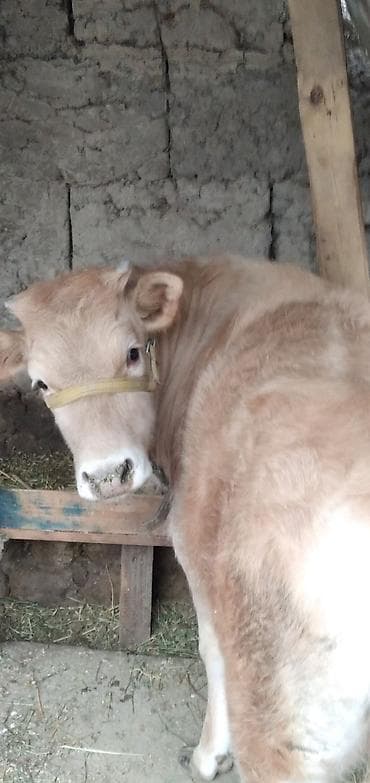 Башка жаныбарлар: Сатам | Бука (эркек), Кунаажын | Бордоп семиртүү үчүн | Байланган — 5