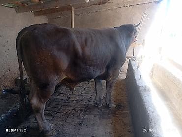 охотничая собака: Продаю | Бык (самец) | Для разведения | Племенные — 6