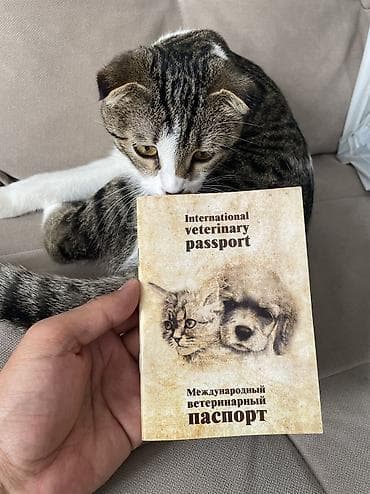 Үй жаныбарлары: Шотландская вислоухая кошка (скоттиш‑фолд) Девочка 6,5 месяца — 4