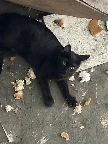 black cat: Кошка даром: Беспородная, Мальчик, Приучена к лотку — 1