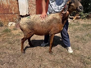 Продам с/х животных: Продаю | Овца (самка) | Арашан | Для разведения | Матка — 1