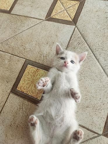 турецкая ангора кошка цена: Мама турецкий ван.🐱 котятами 2 месяца🐱. проглистованы. сами — 9