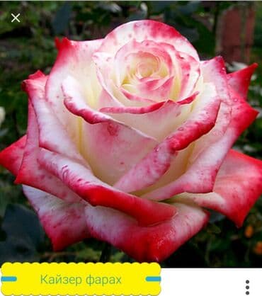 теплица цветы бишкек: Черенки цветка: Розы — 25