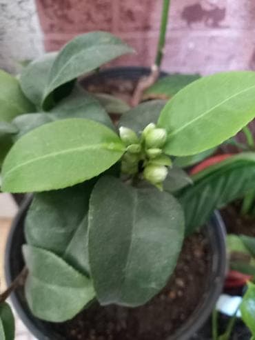 карликовый лимон купить: Антуриум (Anthurium andreanum) в горшке. - Эффектные красные — 4