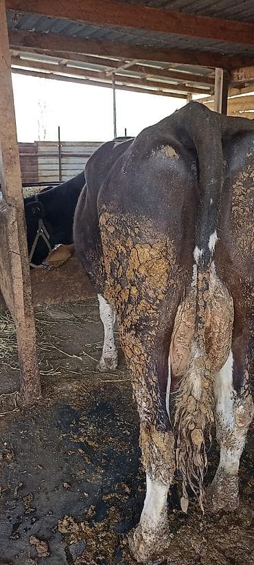 торпок токмаке: Продаю | Корова (самка) | Для молока | Привязанные — 2