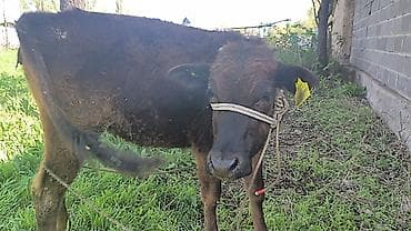 утка голубой фаворит: Продаю | Тёлка | На откорм | Привязанные — 6