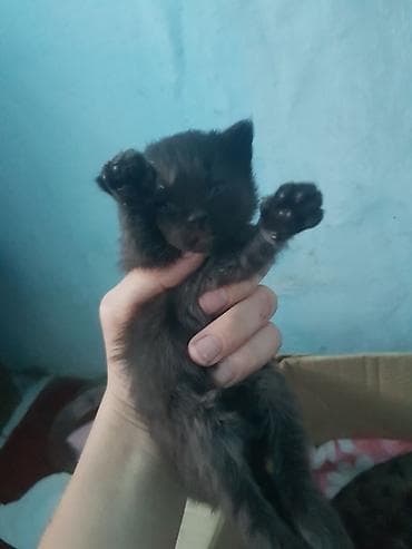 кошка купить бишкек: Котята из одного помёта - Окрас разный: тигровые (табби) с белыми — 6