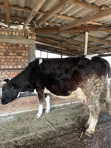 высокодойные коровы: Продаю | Корова (самка) | Для молока | Привязанные — 1