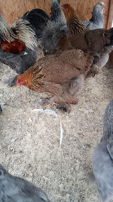 просто ат: Брама куропачатый — 1