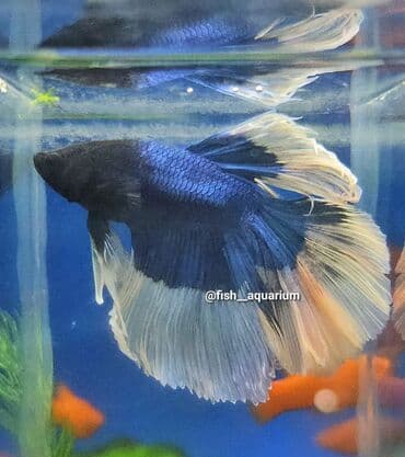 Балыктар: Уточняйте наличие. Шикарные самцы петушки! Цены разные. Рыбка — 3