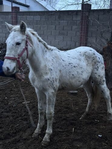 Кошки: Продаю | Кобыла (самка) | Для разведения | Племенные — 3