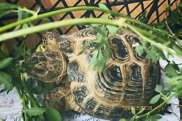 бамбуковая мышь: Среднеазиатская черепаха (Testudo horsfieldii) - Наземная травоядная — 1