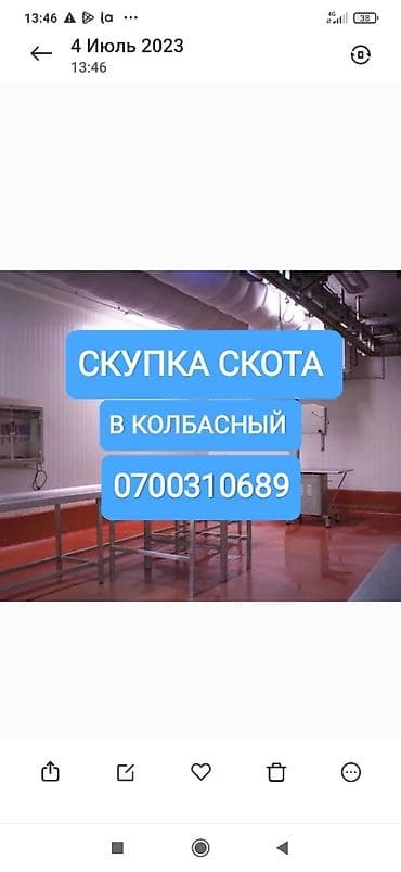 Колбасный цех : Коровы, быки, Лошади, кони, | Круглосуточно, Любое состояние, Забитый