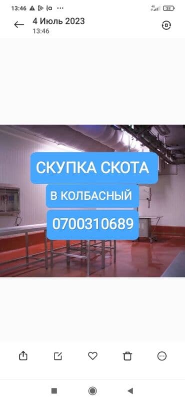 животные для дома: Куплю | Лошади, кони, Коровы, быки | Круглосуточно, Любое состояние, Забитый — 1