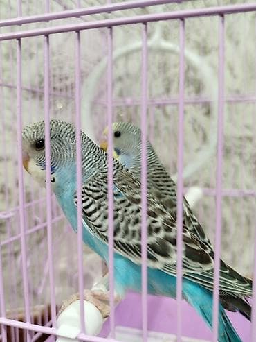 Ассаламу алейкум Папугайлар пара🦜 сатылат! Клеткасы+жеми менен✅ at lalafo.kg Ассаламу алейкум Папугайлар пара🦜 сатылат! Клеткасы+жеми менен✅