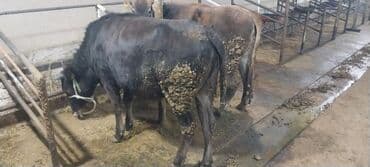 усыпление животных бишкек: Продаю | Бык (самец) | На откорм | Привязанные — 3