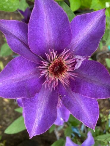 где купить семена павловнии: Продаю клематисы! Большие цветущие кусты. Сорта : - Тудор - Вилл де — 5