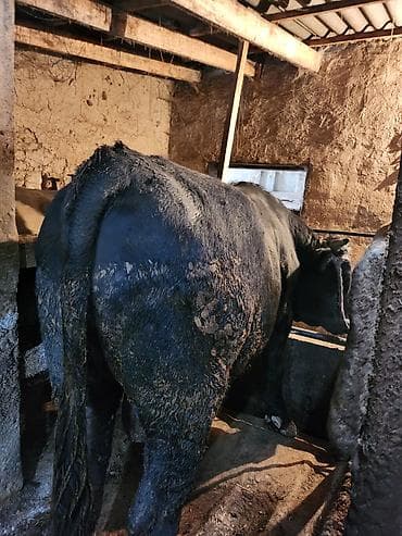 карово: Продаю | Бык (самец) — 2