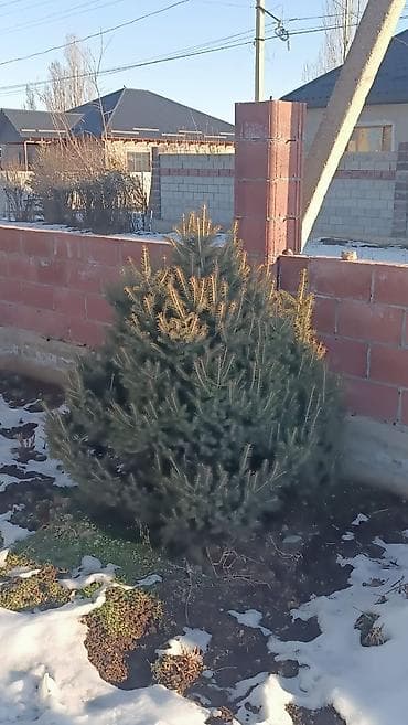 Канцтовары: Ели/пихты для посадки на участке. - Живые вечнозелёные хвойные — 6