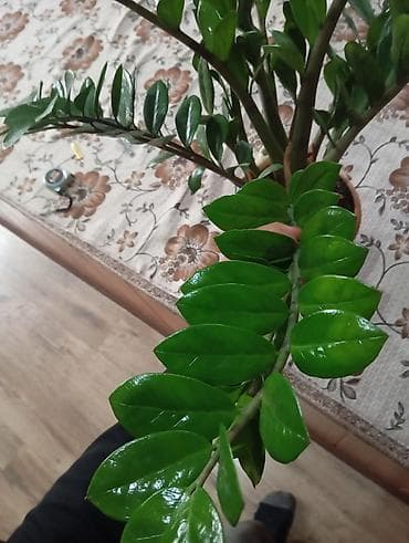 фикус черный принц: Высота 90 см — 3